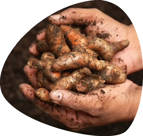 Curcumin 95, Curcumin Extract, Turmeric Powder, Turmeric Extract image