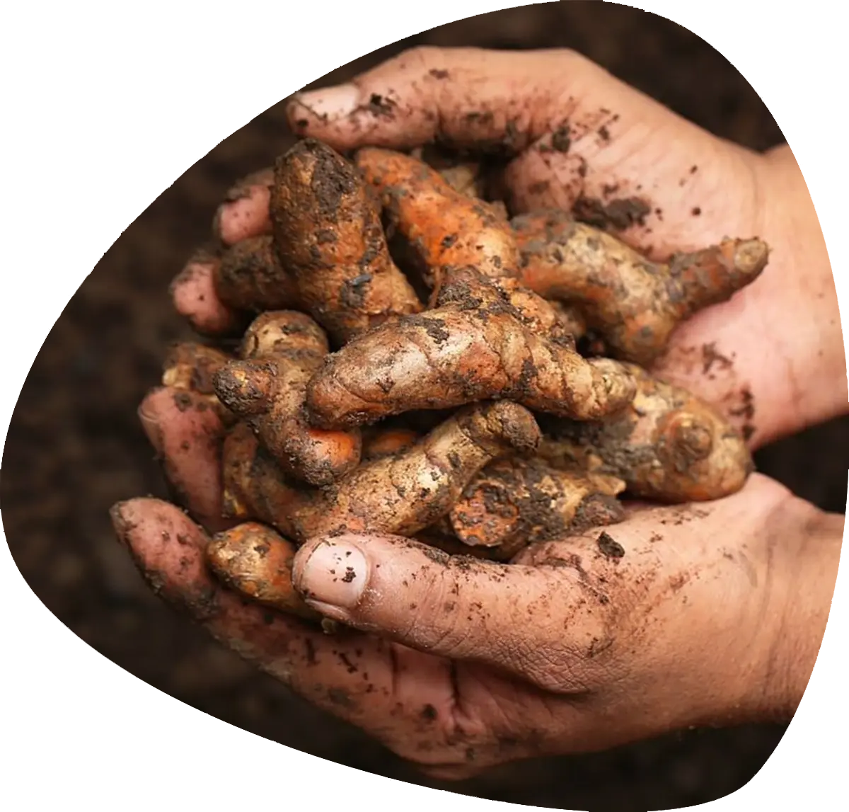 Curcumin 95, Curcumin Extract, Turmeric Powder, Turmeric Extract image